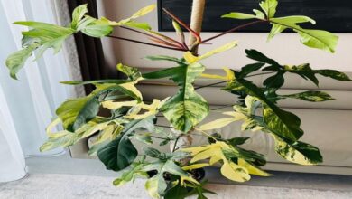 philodendron florida beauty