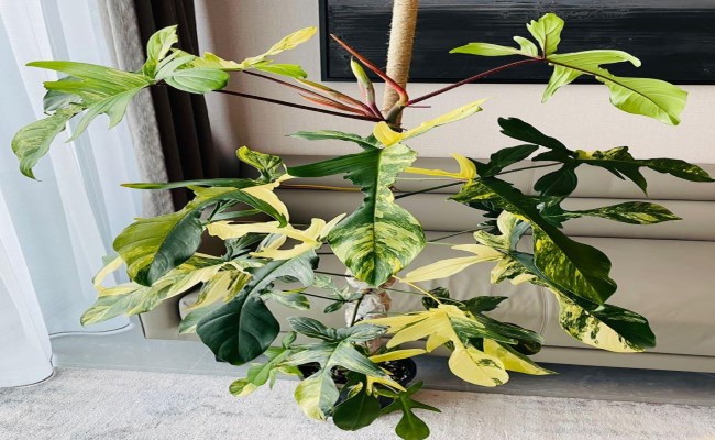 philodendron florida beauty